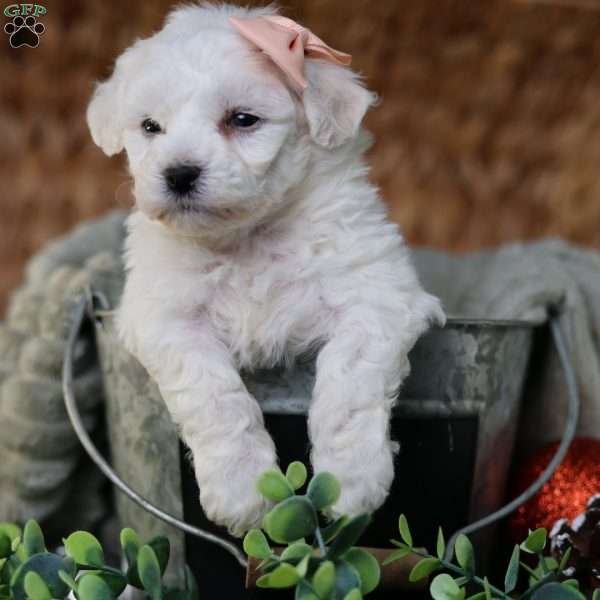 Tiny-Holly, Bichon Frise Puppy